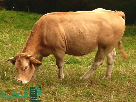 أنواع الأبقار في مصر بالصور أنواع الأبقار في مصر بالصور