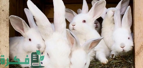رعاية أمهات الأرانب بعد الولادة