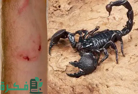 هل العقرب في المنام بشارة خير هل العقرب في المنام بشارة خير