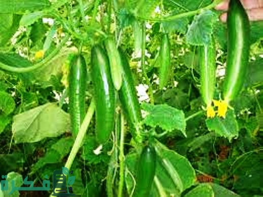 دراسة جدوى زراعة الخيار في الصوب