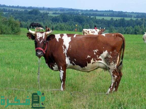 أنواع الأبقار في مصر بالصور أنواع الأبقار في مصر بالصور