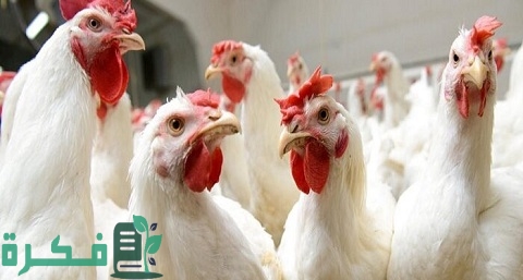 دراسة جدوى مشروع معمل تفريخ دواجن