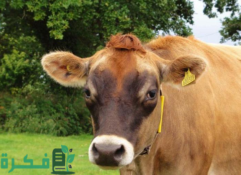 أنواع الأبقار في مصر بالصور أنواع الأبقار في مصر بالصور