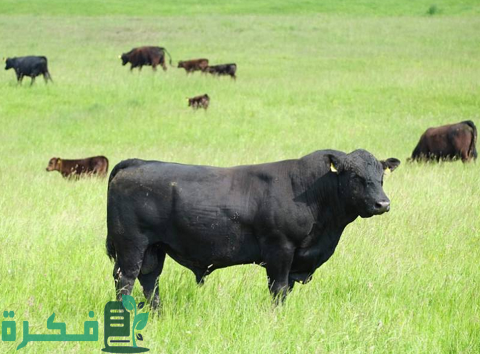 أنواع الأبقار في مصر بالصور أنواع الأبقار في مصر بالصور