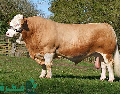 أنواع الأبقار في مصر بالصور أنواع الأبقار في مصر بالصور