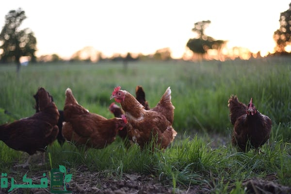 أفضل البدائل الطبيعية لعلف الدواجن