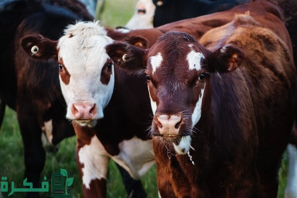 أسباب وعلاج مرض الحمى القلاعية عند الأبقار 