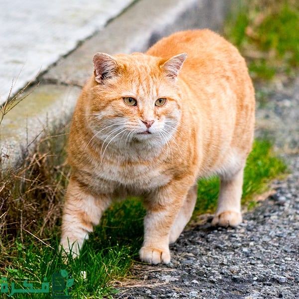 كم مرة تلد القطة في السنة