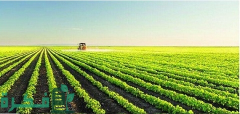 أهم وأفضل الزراعات المربحة في مصر وخصائص الـ 12 نوع