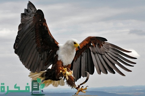 الحيوان الوطني في جنوب السودان ما هو