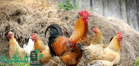 جدول استهلاك العلف للدواجن.. كل ما تحتاجه لتربية الدواجن