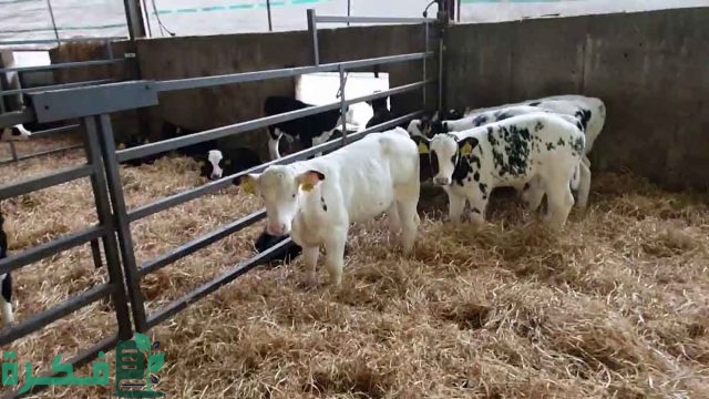 طريقة عمل علف تسمين العجول