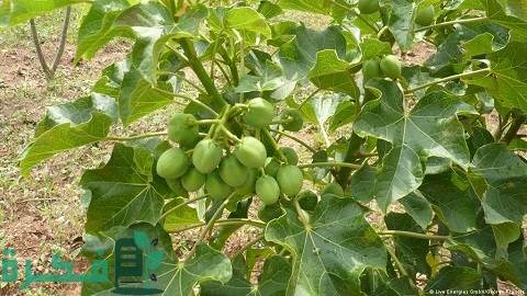 دراسة جدوى زراعة الجاتروفا في مصر