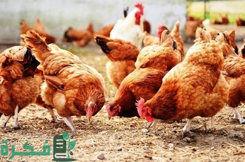 دراسة جدوى مشروع تربية الدواجن البلدي البياض وأهم النصائح عند القيام بالمشرو