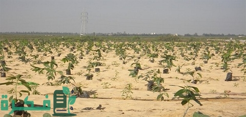 زراعة البصل في الأراضي الصحراوية