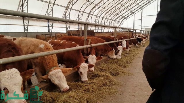 طريقة عمل علف تسمين العجول