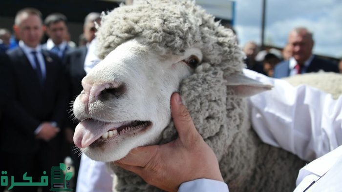 علاج المخاط عند الأغنام2