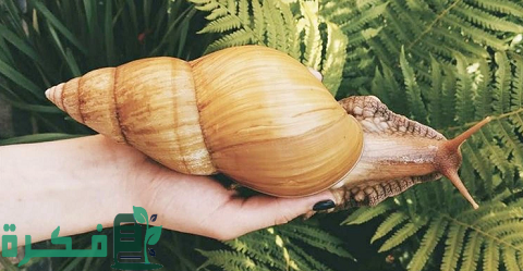 كم المدة التي يحتاجها بيض الحلزون حتى يفقس