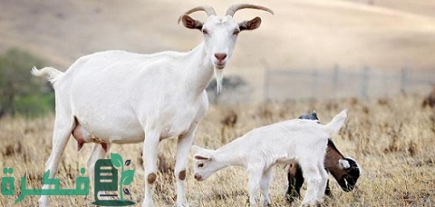 كم مرة تلد الماعز في السنة ومعلومات عن فترة حمل الماعز تهم المزارعين لتربية سليمة