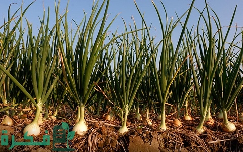 كيفية زراعة البصل من البذور بالخطوات