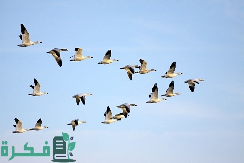 لماذا تهاجر الطيور من موطنها