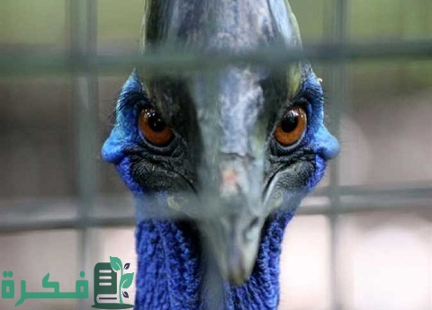 ما أخطر أنواع الطيور