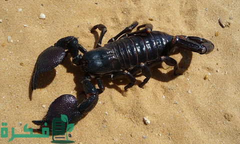 هل العقرب في المنام بشارة خير هل العقرب في المنام بشارة خير