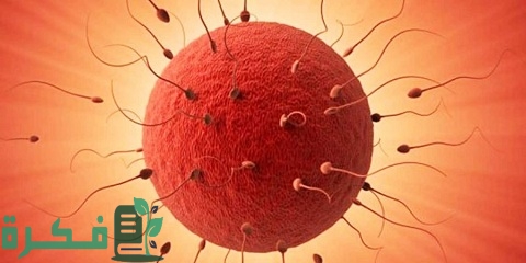 هل يزيد الوزن أيام التبويض