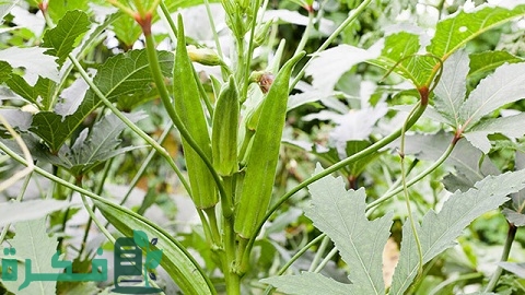 دراسة جدوى زراعة البامية