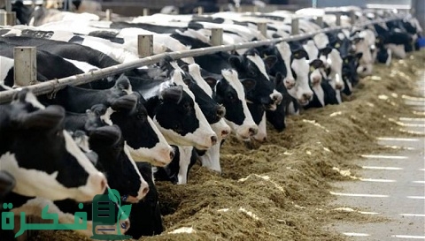 مكونات العلف المركز للعجول وشرح مشاريع تسمين العجول وأنواعها بالتفصيل