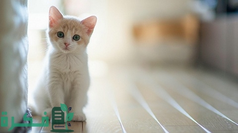 أسماء أشهر أنواع القطط الذكور والإناث أسماء أشهر أنواع القطط الذكور والإناث