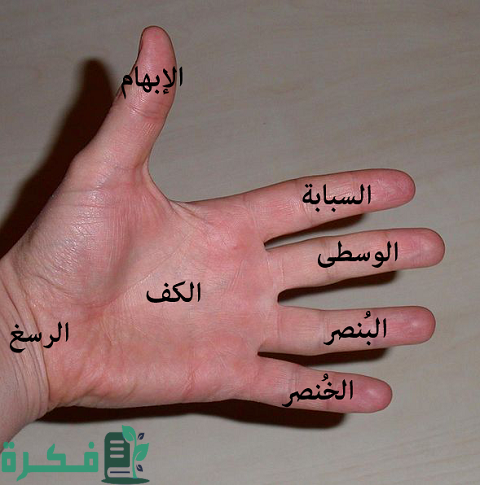 أسماء الأصابع للأطفال أسماء الأصابع للأطفال