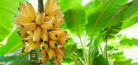 دراسة جدوى زراعة الموز