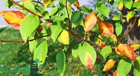 الأسباب العلمية لاصفرار أوراق الشجر