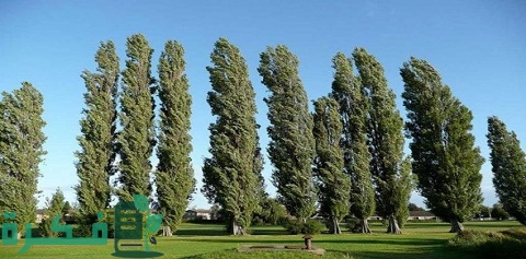 أسرع الأشجار نموًا في السعودية