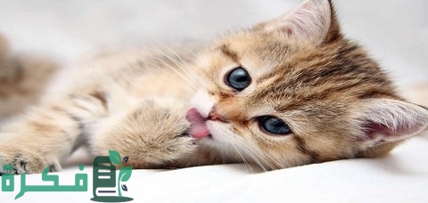 أسماء أشهر أنواع القطط الذكور والإناث