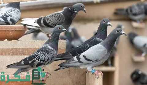 أفضل مضاد حيوي لعلاج السالمونيلا للحمام