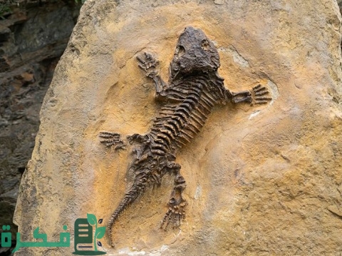 بحث عن العصور الجيولوجية وتطور الحياة على الأرض