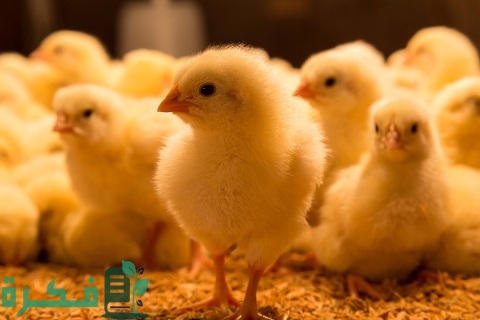 تحصين الدواجن من عمر يوم...ما لا تعرفه عن عملية تحصين الدواجن