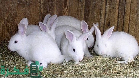 دراسة جدوى مشروع تربية الأرانب على سطح المنزل