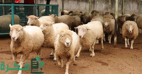 دراسة جدوى مشروع تسمين الأغنام في مصر
