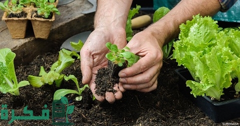 زراعة الخضراوات الشتوية في المنزل