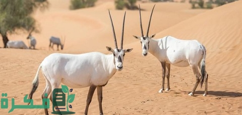 معلومات عن الحياة البرية في قطر