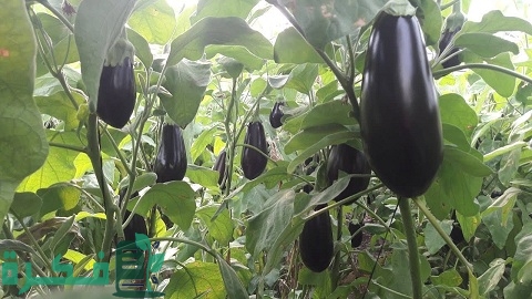 مواعيد زراعة الباذنجان في مصر