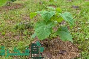 دراسة جدوى زراعة الباولونيا 3 300x200 1