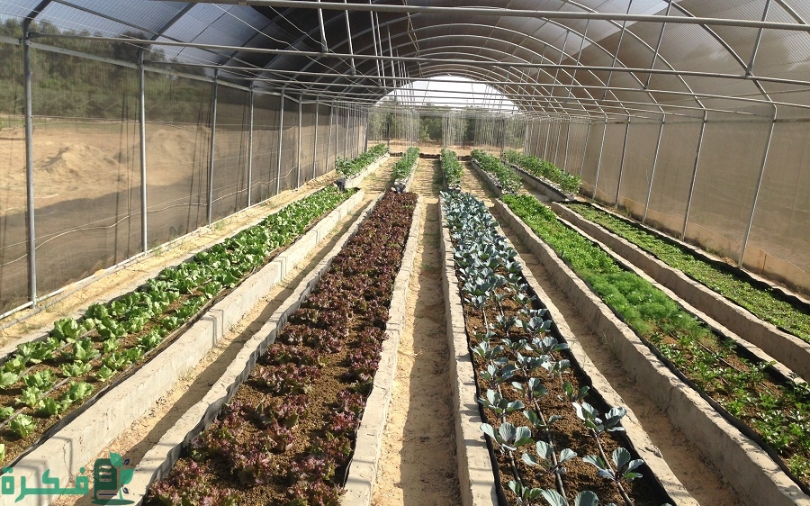 دراسة جدوى مشروع زراعة الأسطح