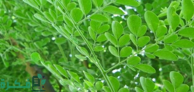 دراسة جدوى زراعة المورينجا بالتفصيل