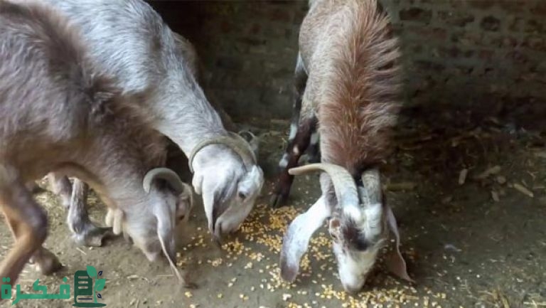 مشروع تربية الماعز على سطح المنزل