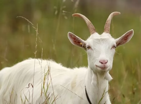 مشروع تربية الماعز على سطح المنزل