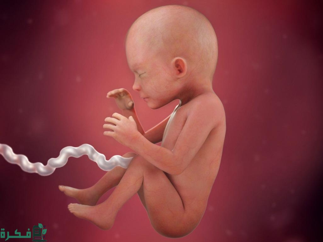 القياسات الطبيعية للجنين في الشهر الثامن